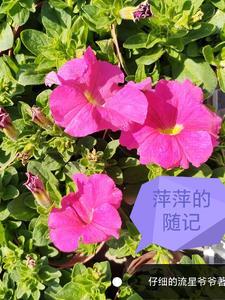 萍萍儿资料